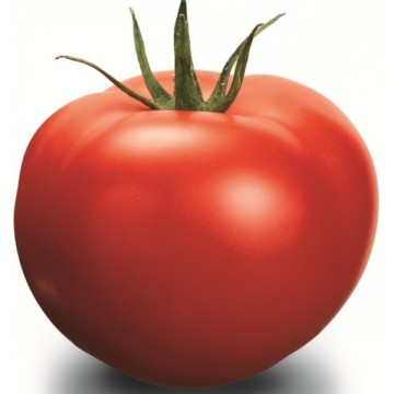 Tomatoes Delfine H 10s