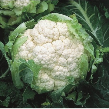 Cauliflower Amerigo H 15s