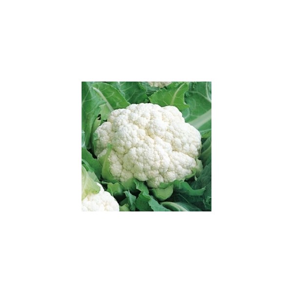 Cauliflower Bruce H 15s