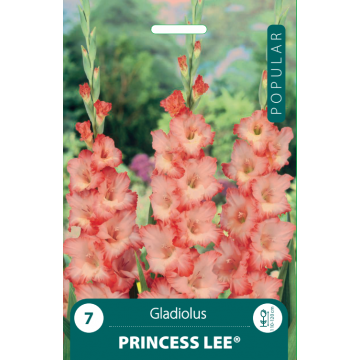 Gladiolus Princess Lee