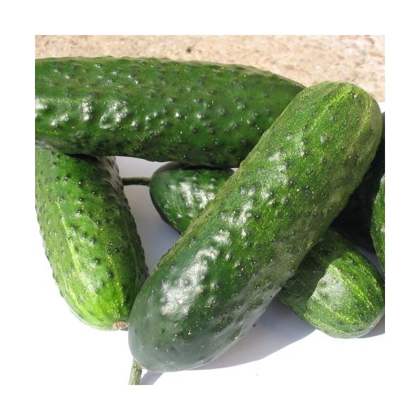 Cucumber Pasalimo H 100 s.
