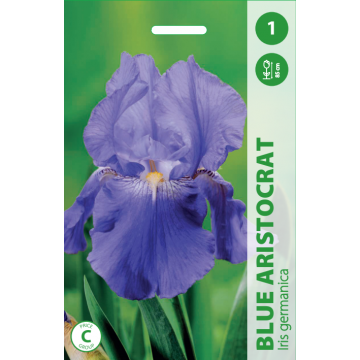 Bearded iris Blue Aristocrat