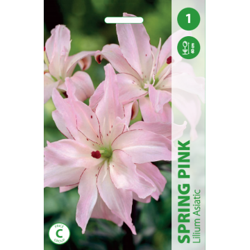 Lilies SPRING PINK