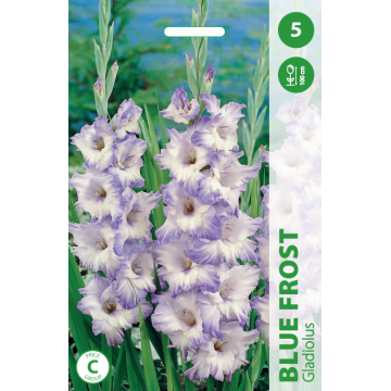Gladiolus BLUE FROST