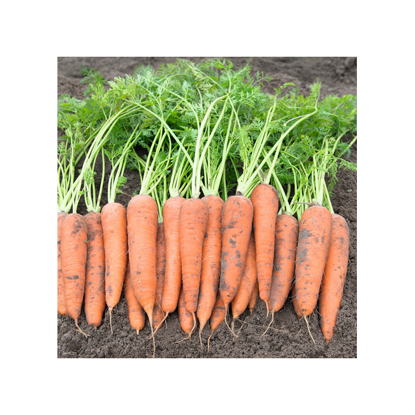 Carrots Autumn King 100g