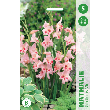 Gladiolus NATHALIE