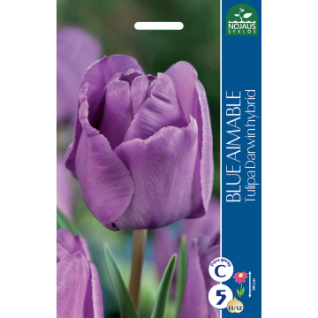 TULIPS BLUE AIMABLE