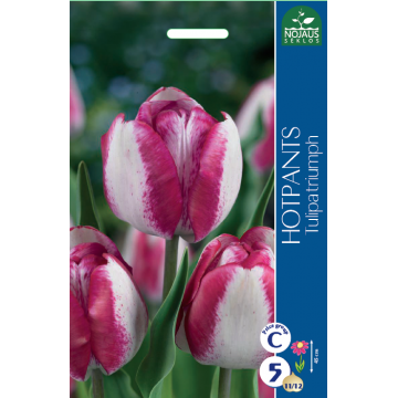 Tulips HOTPANTS