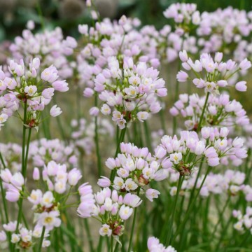 Allium ROSEUM 20 pcs.