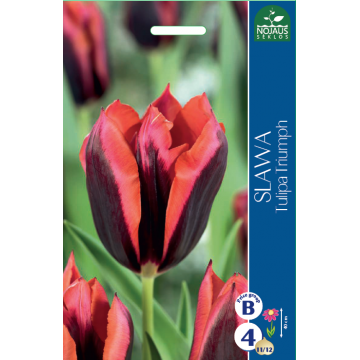 Tulips SLAWA