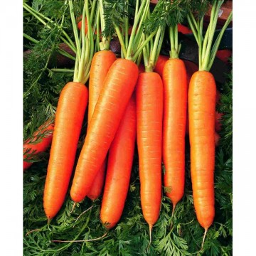 Carrot "Nantes 5" 130s