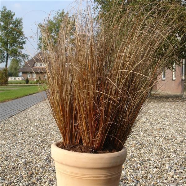 Sedge grass Red Rooster 5 seeds