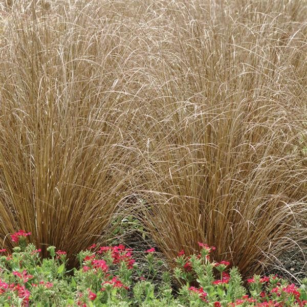 Sedge grass Red Rooster 5 seeds