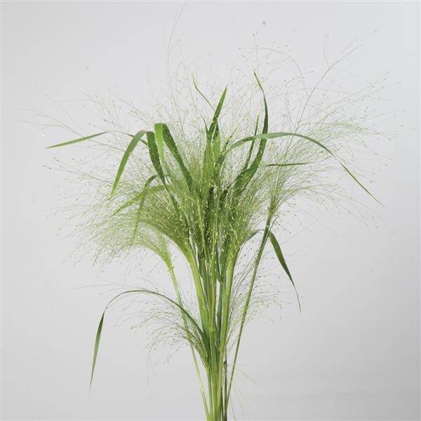 Witchgrass Frosted Explosion 5 seeds