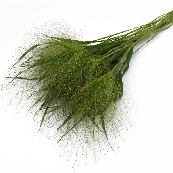 Witchgrass Frosted Explosion 5 seeds