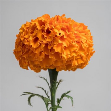 Marigold big Orange 10 seeds