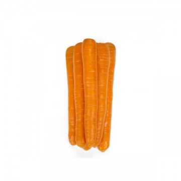 Carrot Morelia 130s