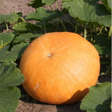 Pumpkin Gele Reuzen 0,5 kg