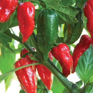 Hot pepper Bhut Jolokia 0,2g