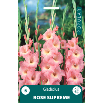 Gladiolus Rose Supreme