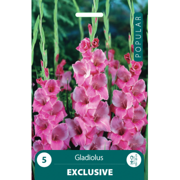 Gladiolus Exclusive
