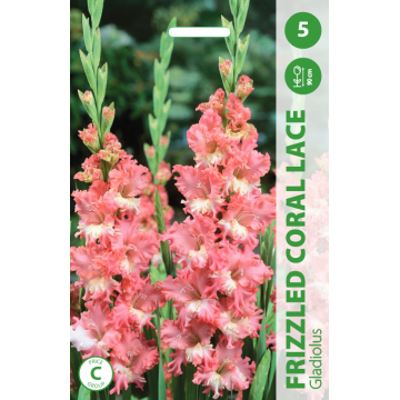 Gladiolus Frizzled Coral Lace