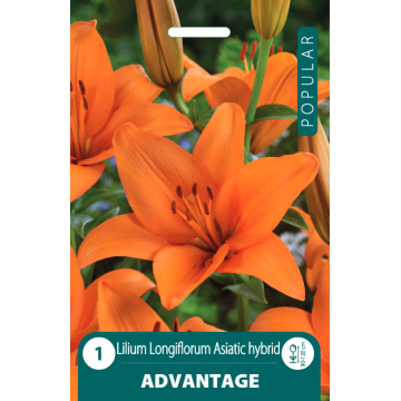 Lilies Advantage