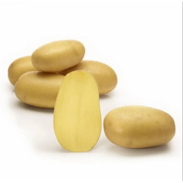 Queen Anne seed potato 5Kg