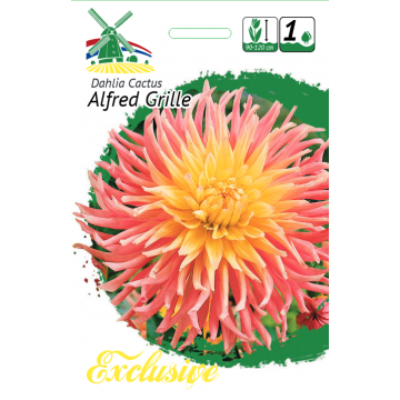 DAHLIA ALFRED GRILLE 1pc.