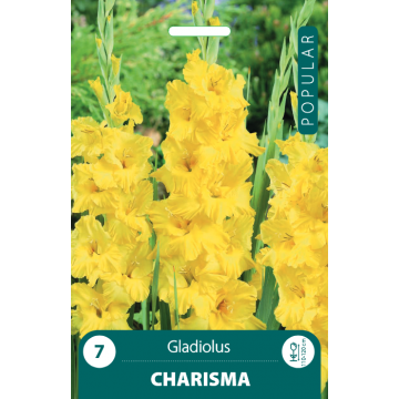 POPULAR Gladiolus CHARISMA