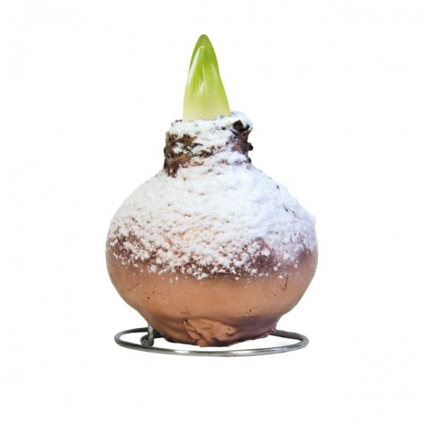 Snow Copper Waxed Amaryllis - White blossom 1pc.