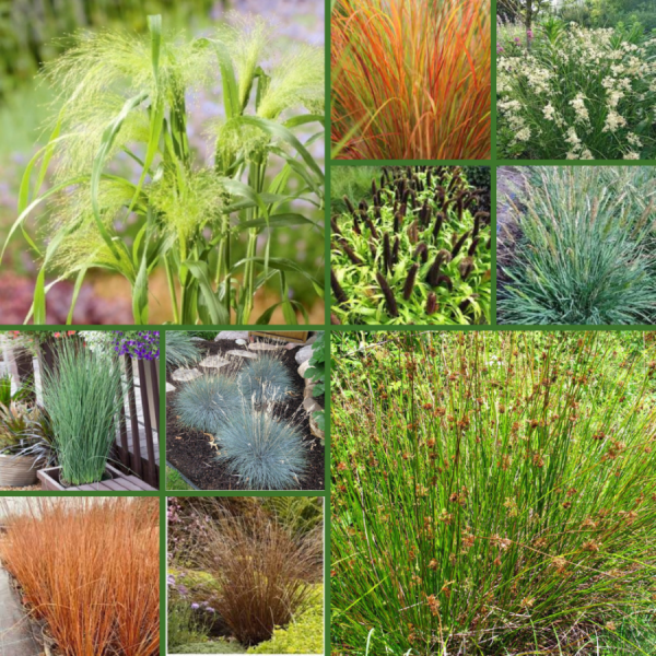A UNIQUE COLLECTION OF ORNAMENTAL GRASS SEEDS FOR THE GARDEN