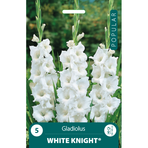 Gladiolus White Knight