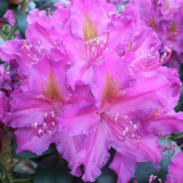 Rhododendron, Libretto