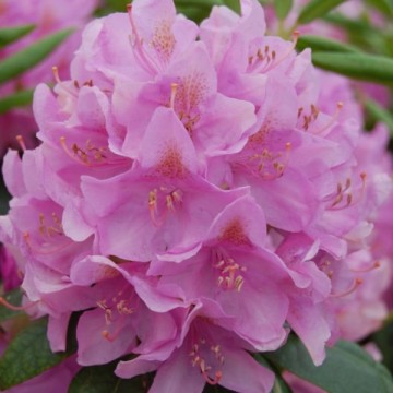 Rhododendron, Roseum Elegens
