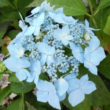 Hydrangea Large-leaved Blue...