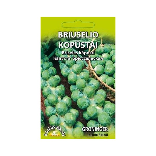 Brussels Sprout Groninger