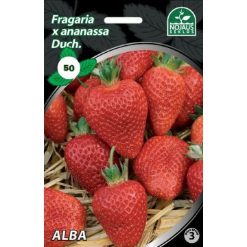 Strawberries FRIGO ALBA A...