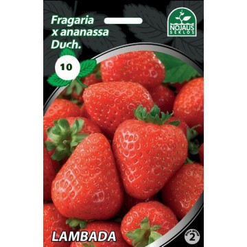 Strawberries FRIGO LAMBADA...