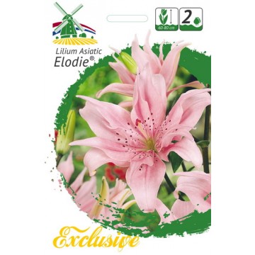 EXCLUSIVE Lilies ELODIE
