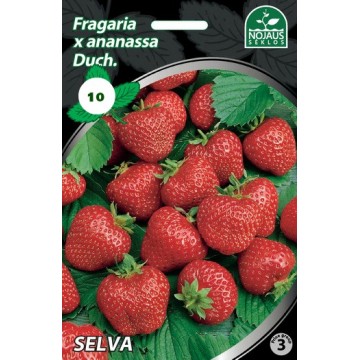 Strawberries FRIGO SELVA A...