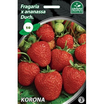 Strawberries FRIGO KORONA A...