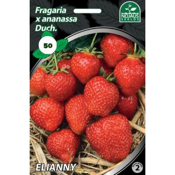 Strawberries FRIGO ELIANNY...