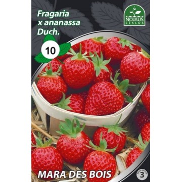 Strawberries FRIGO MARA DES...