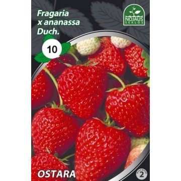 Strawberries FRIGO OSTARA A...