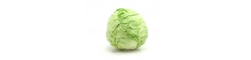 Cabbage heads